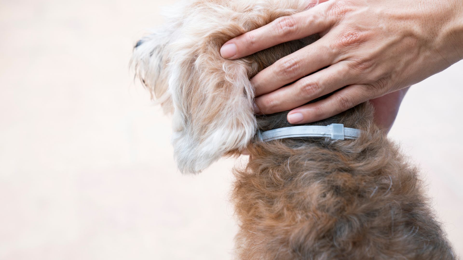 Perro con collar antiparasitario 