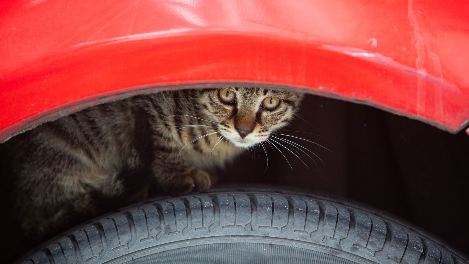 En invierno, muchos gatos buscan refugio en el motor o bajo los coches sin que nadie lo note