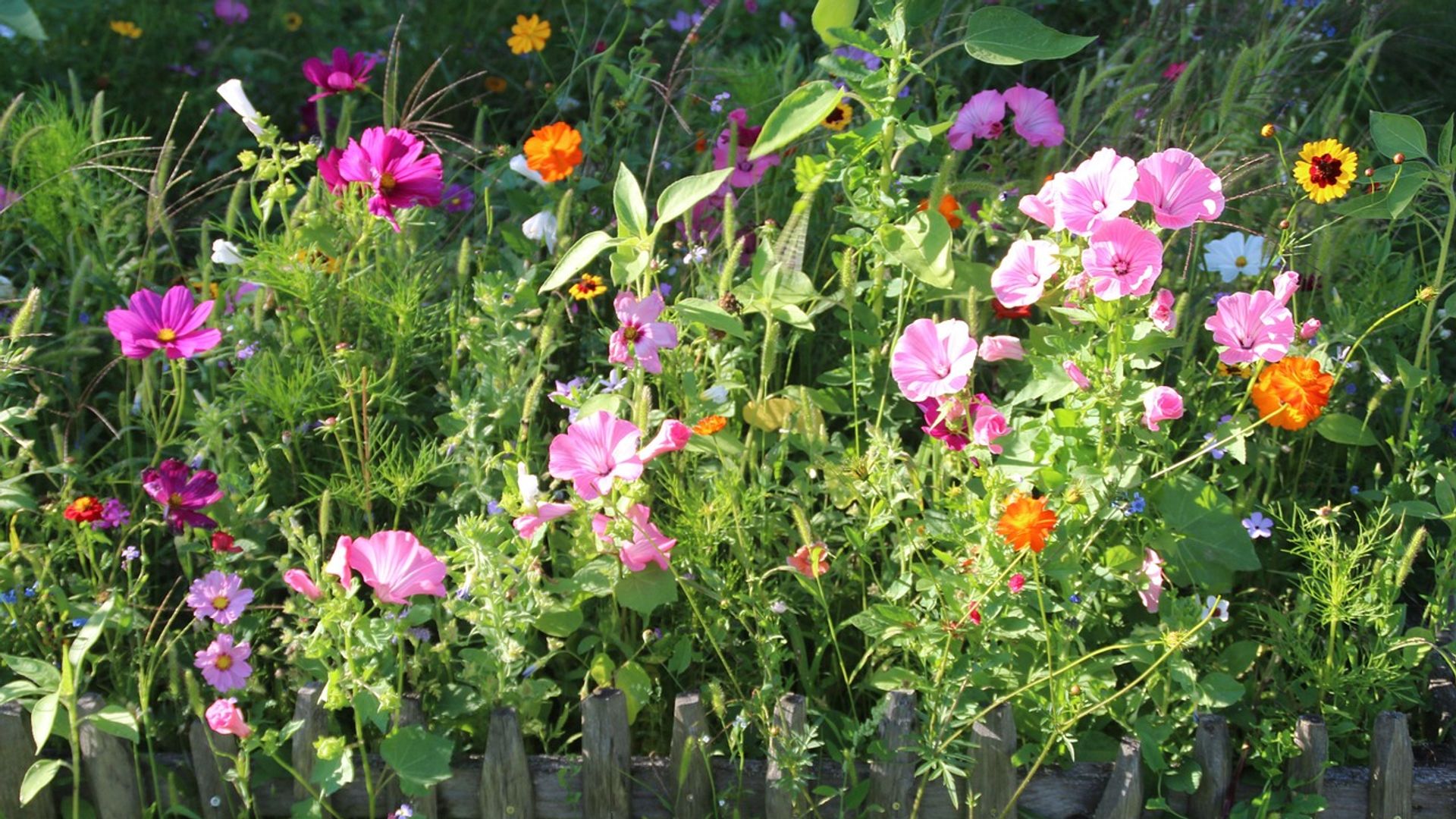 Jardín con flores