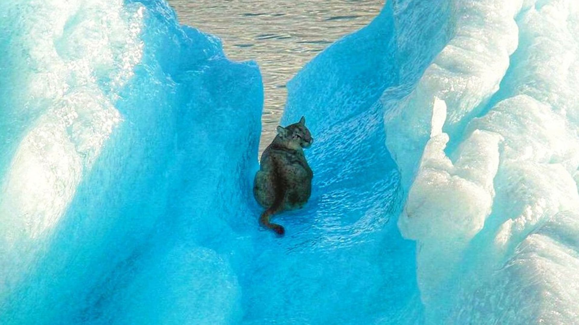 A la deriva, posado sobre un iceberg en Argentina: así ha sido la intrépida hazaña de este puma aventurero