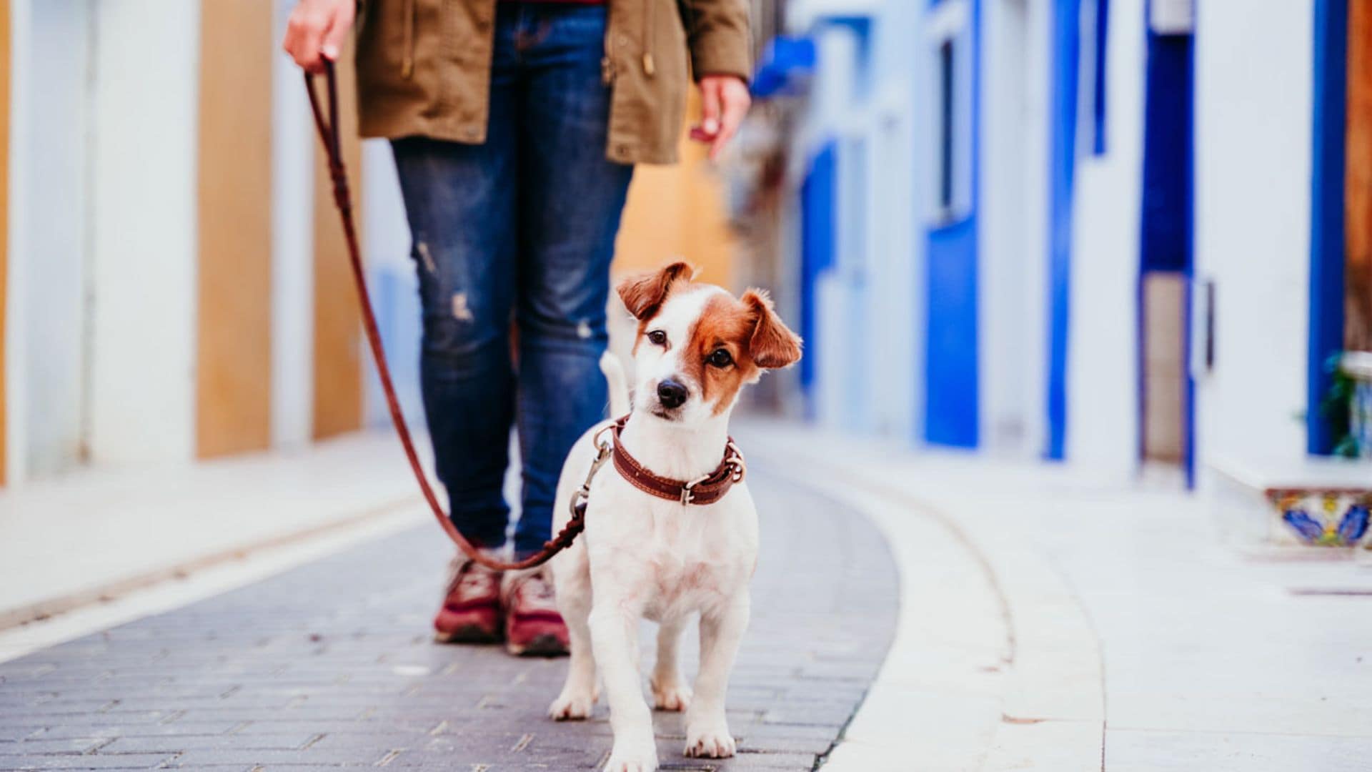 Garrapatas, pulgas y otros peligros para tu mascota en primavera