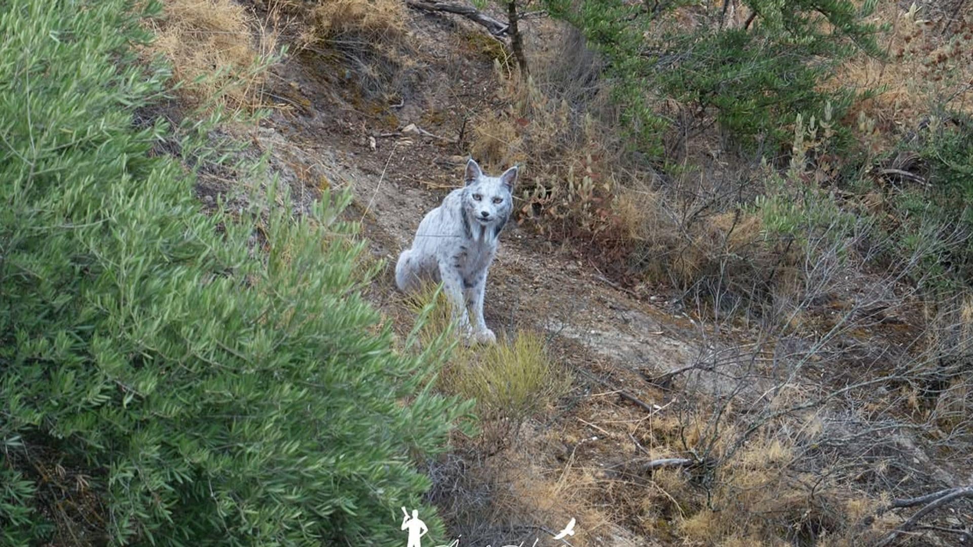 El inédito lince ibérico blanco fotografiado en Jaén por Ángel Hidalgo, un hallazgo único que los expertos atribuyen a una alteración cromática temporal y reversible.