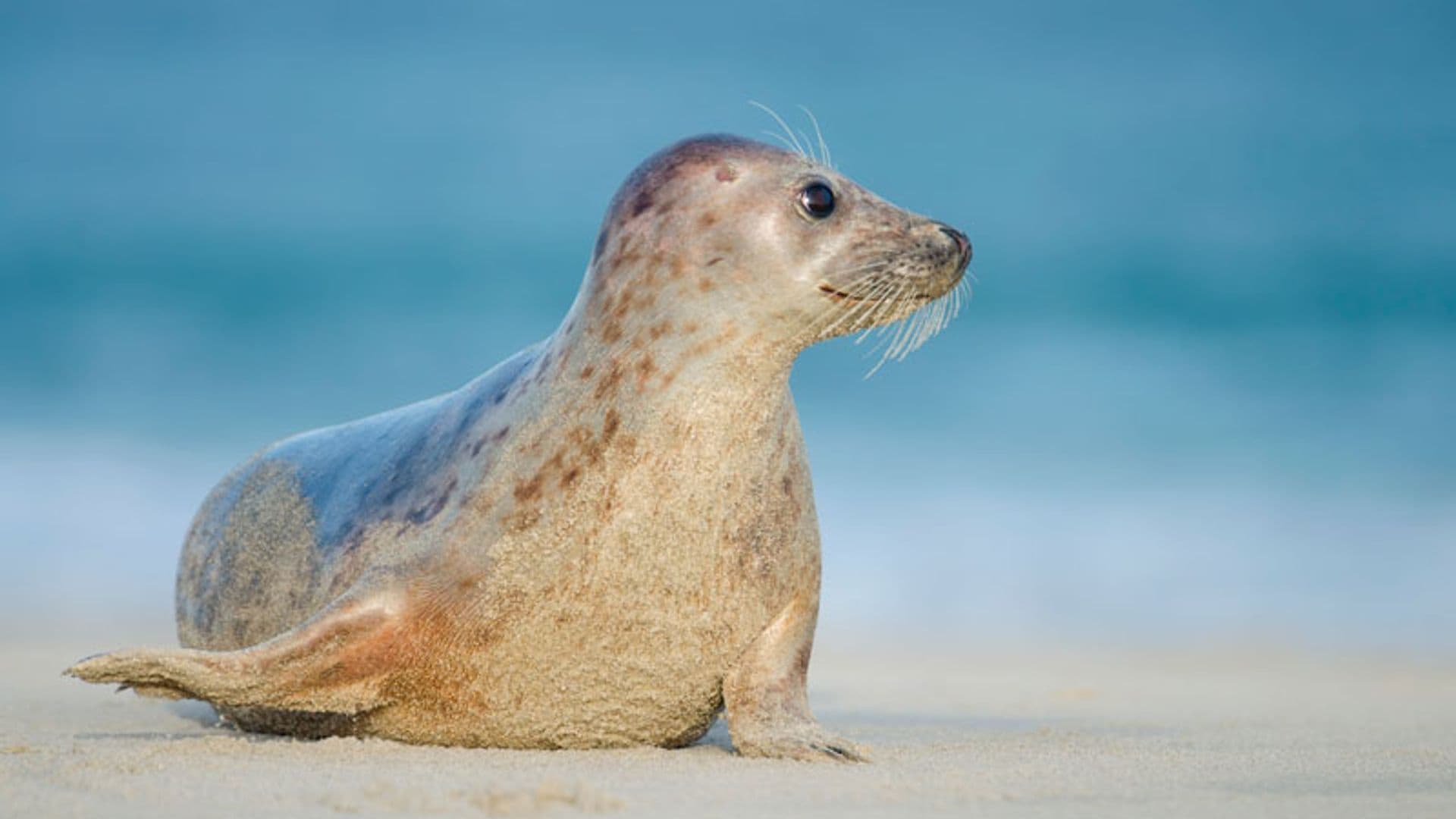 portada_foca_monje