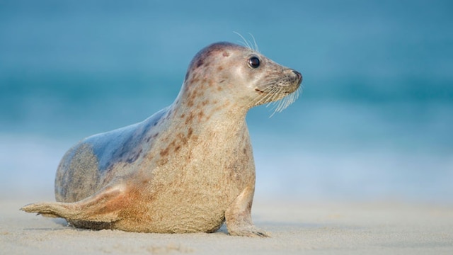 portada_foca_monje