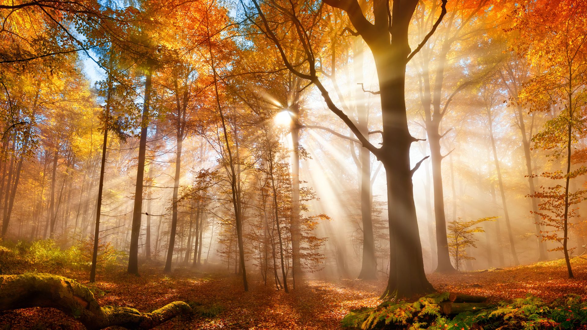 Bosque dorado en otoño con sol de fondo 
