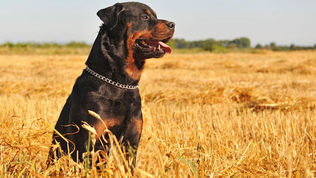 portada_perros_peligrosos