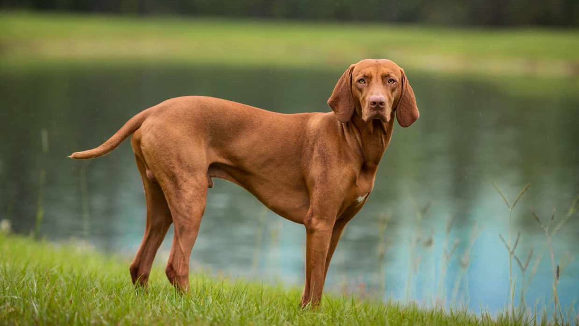Así es el vizsla o braco húngaro, un perro muy activo e inteligente