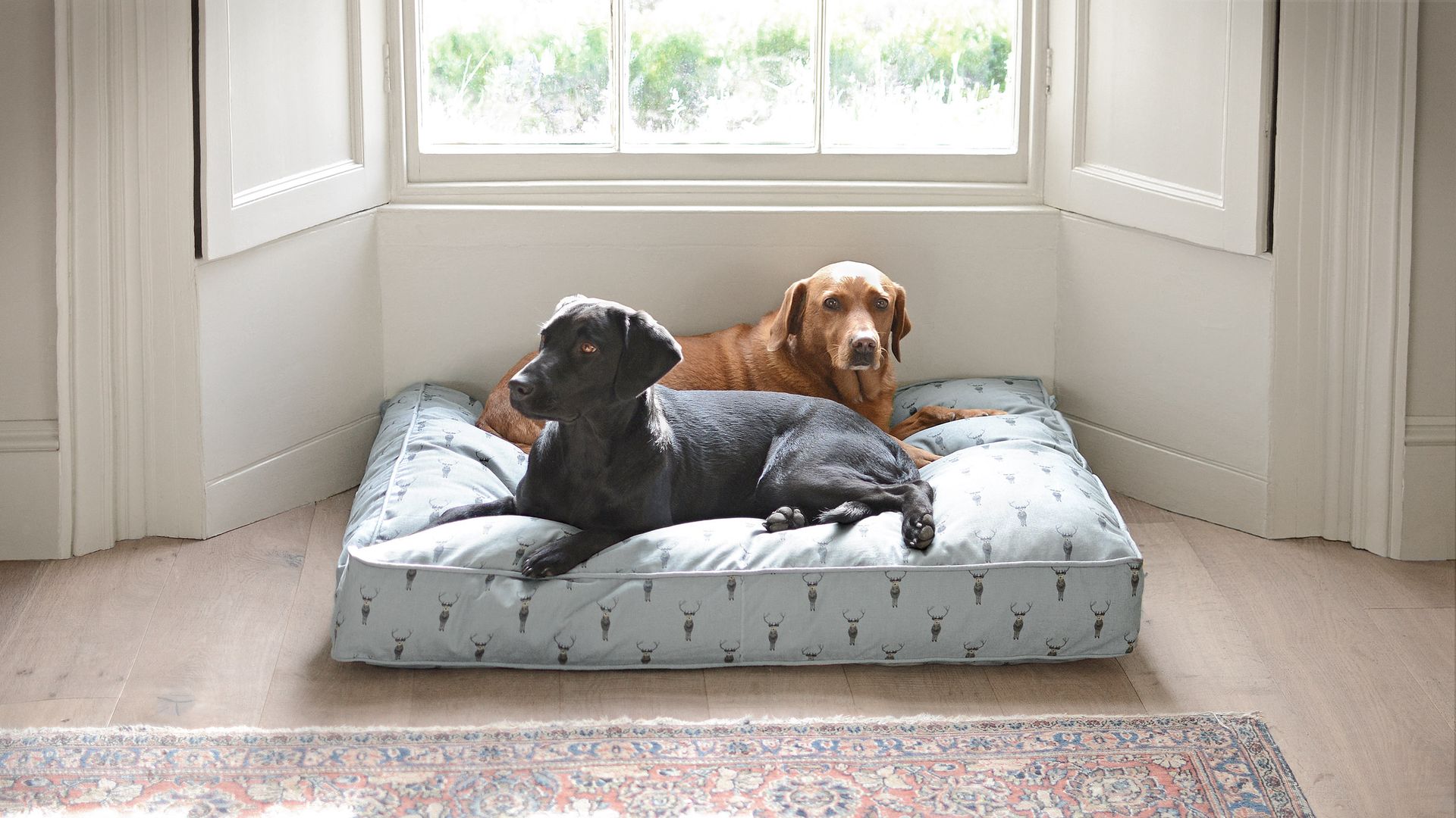Perros en casa