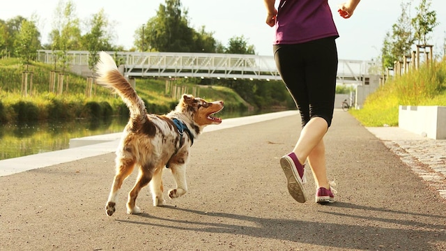 perrosrunning