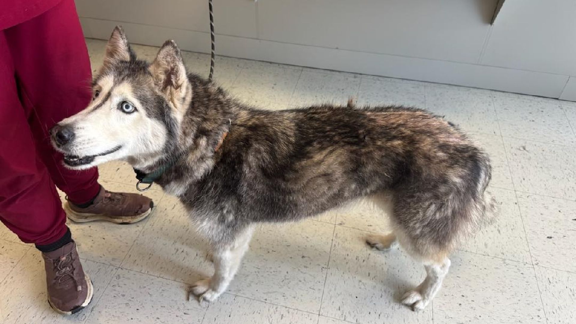 Sierra, una perra de raza husky, que ha sido encontrada después de estar 12 años desparecida, lejos de su casa
