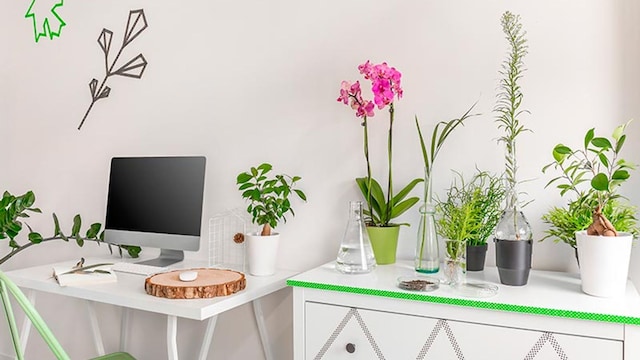 plantas purificar decorar