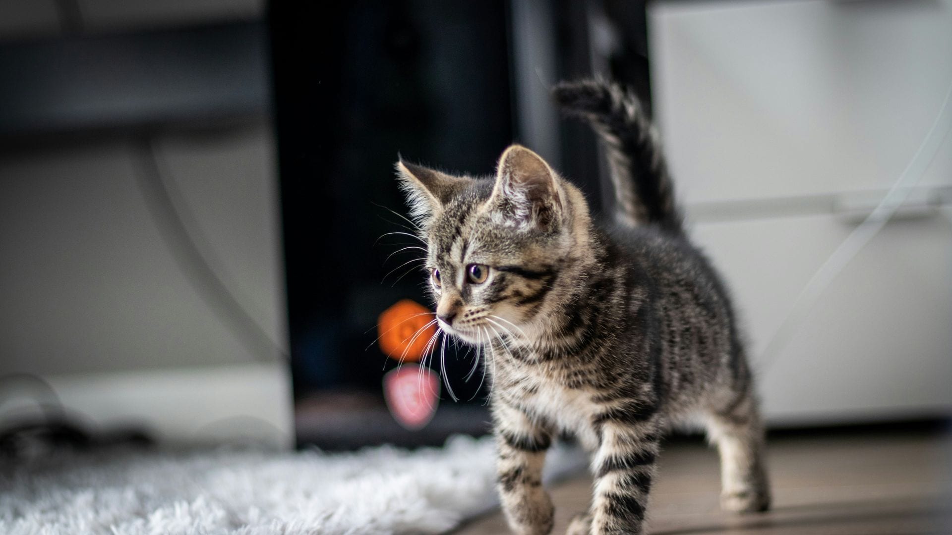 Royal Canin