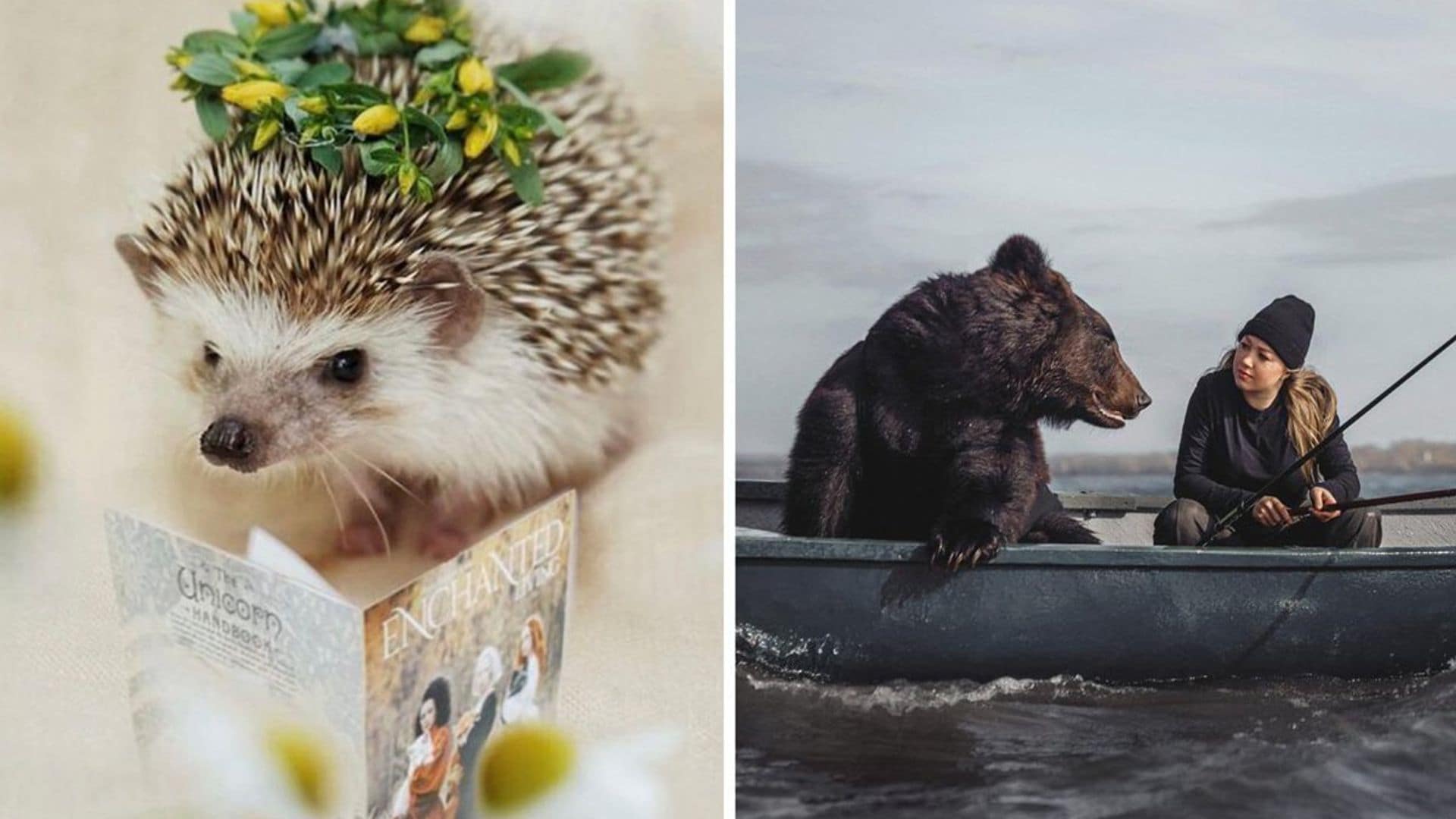 Desde un erizo ‘influencer’ hasta un oso amoroso a babor: las fascinantes imágenes que nos deja el mundo animal