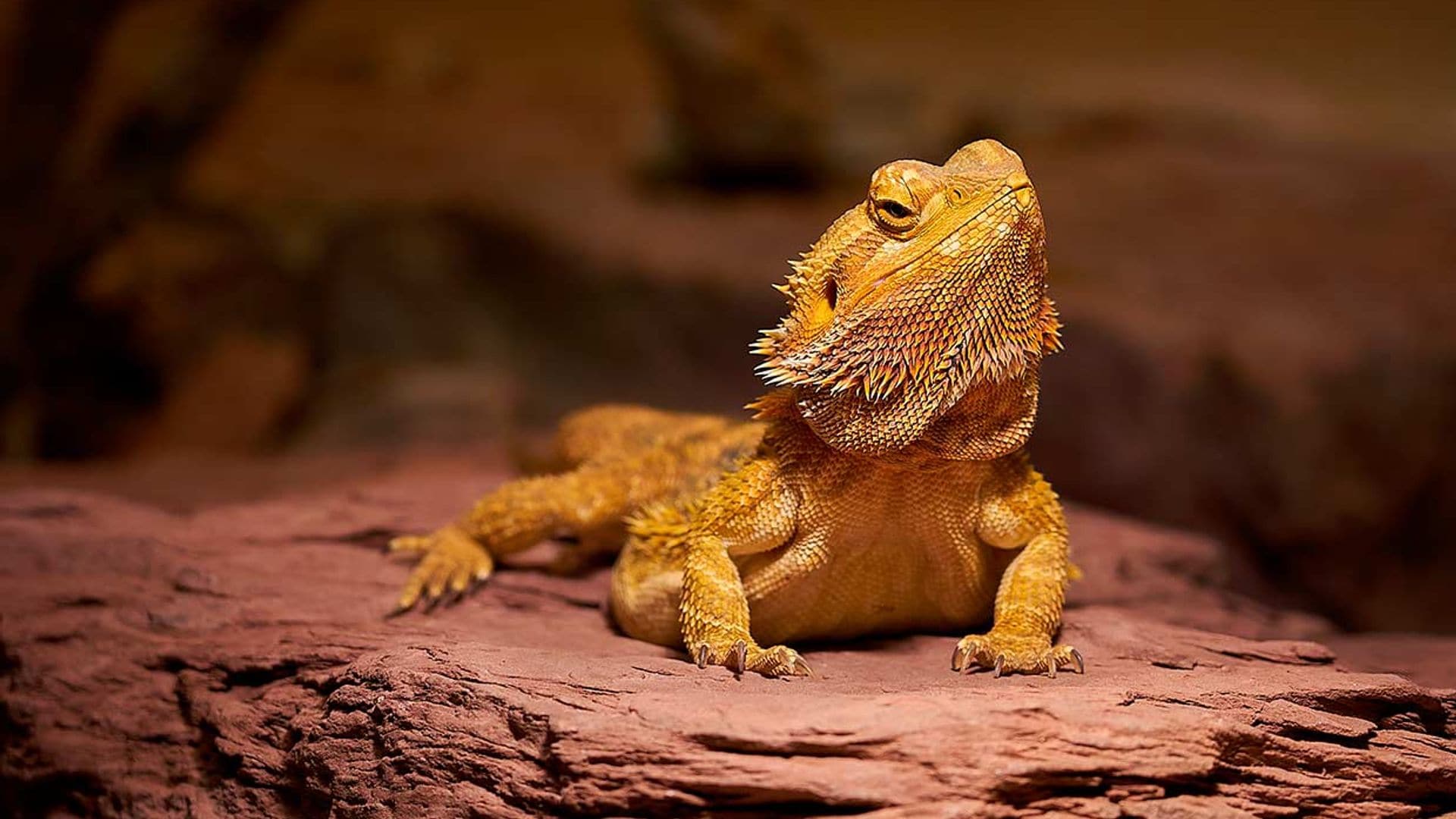 No es una iguana sino un dragón barbudo (y se está poniendo de moda)