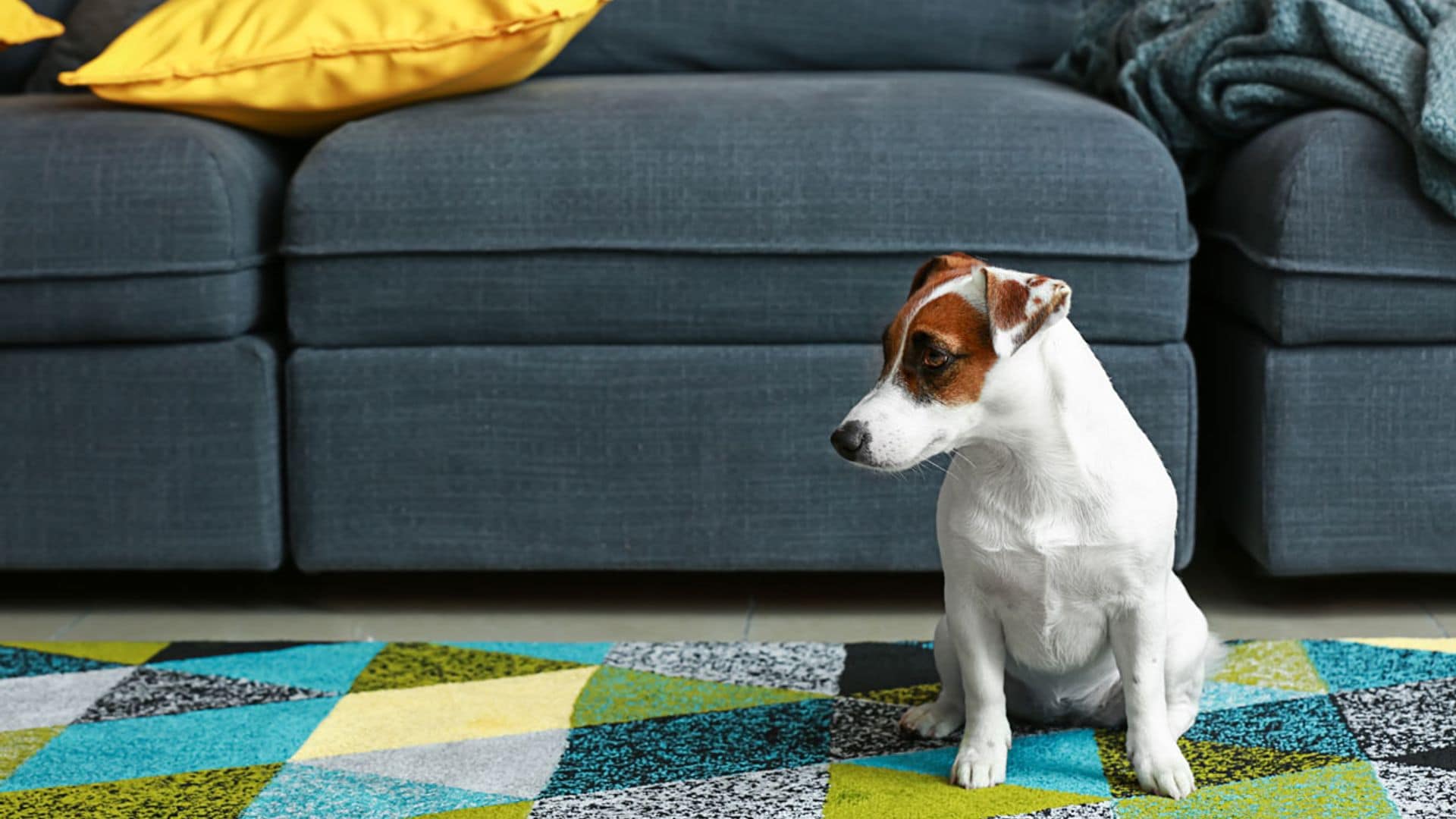 ¡Un pequeño adorable y enérgico! Así es el Jack Russell