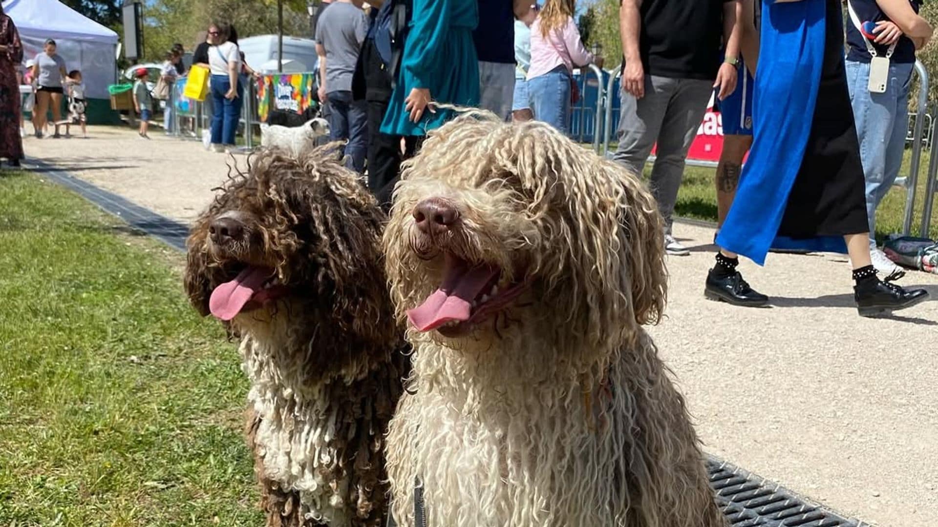 Festival de actividades al aire libre para mascotas, adultos y niños en Boadilla del Monte, Madrid. Diver Mascotas.