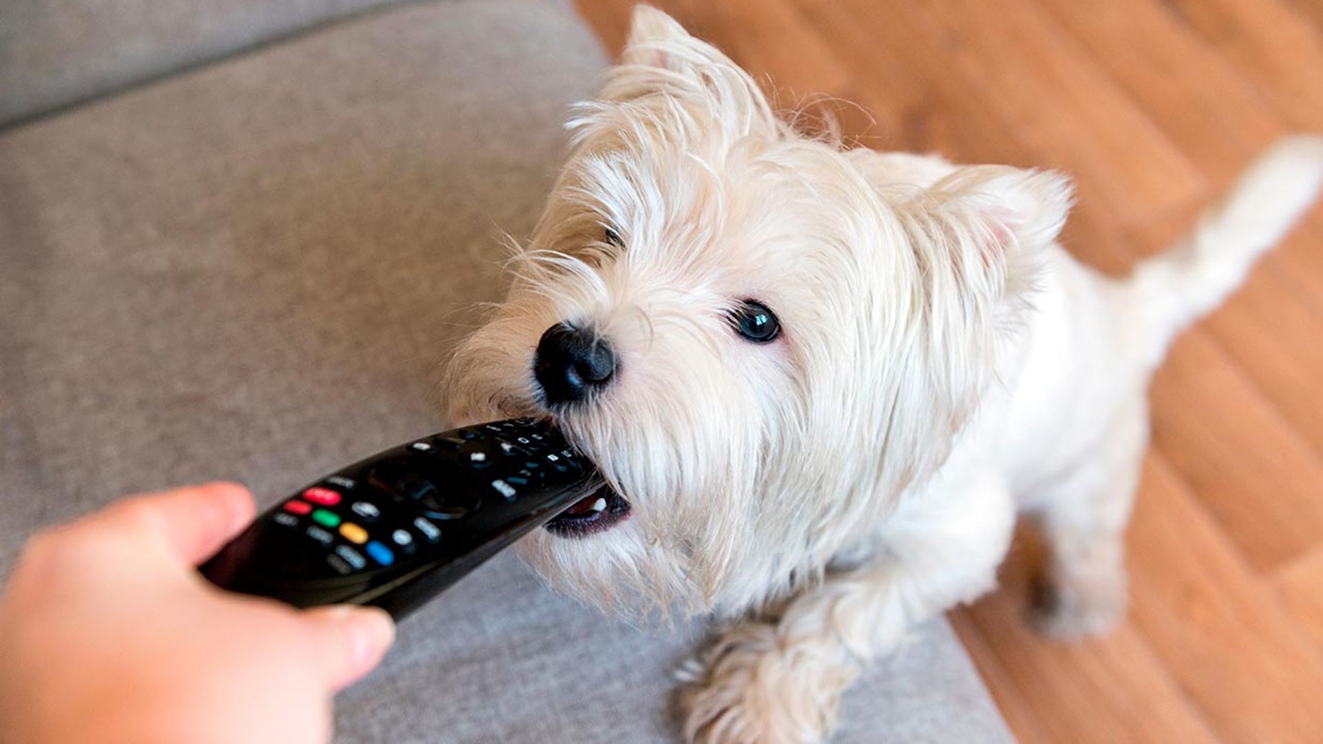 ¿Tu perro parece adicto a acumular cosas?