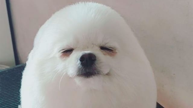 portada pompom