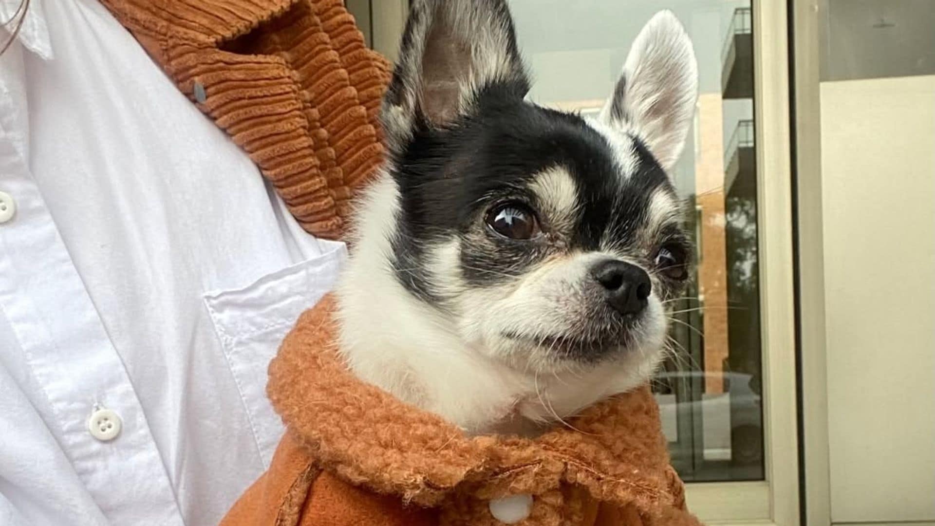 Así es María Pita, la chihuahua influencer que factura medio millón al mes y cuenta con su propia marca de ropa