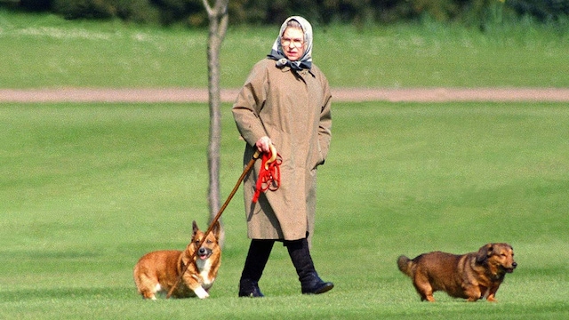 reina perros3 getty