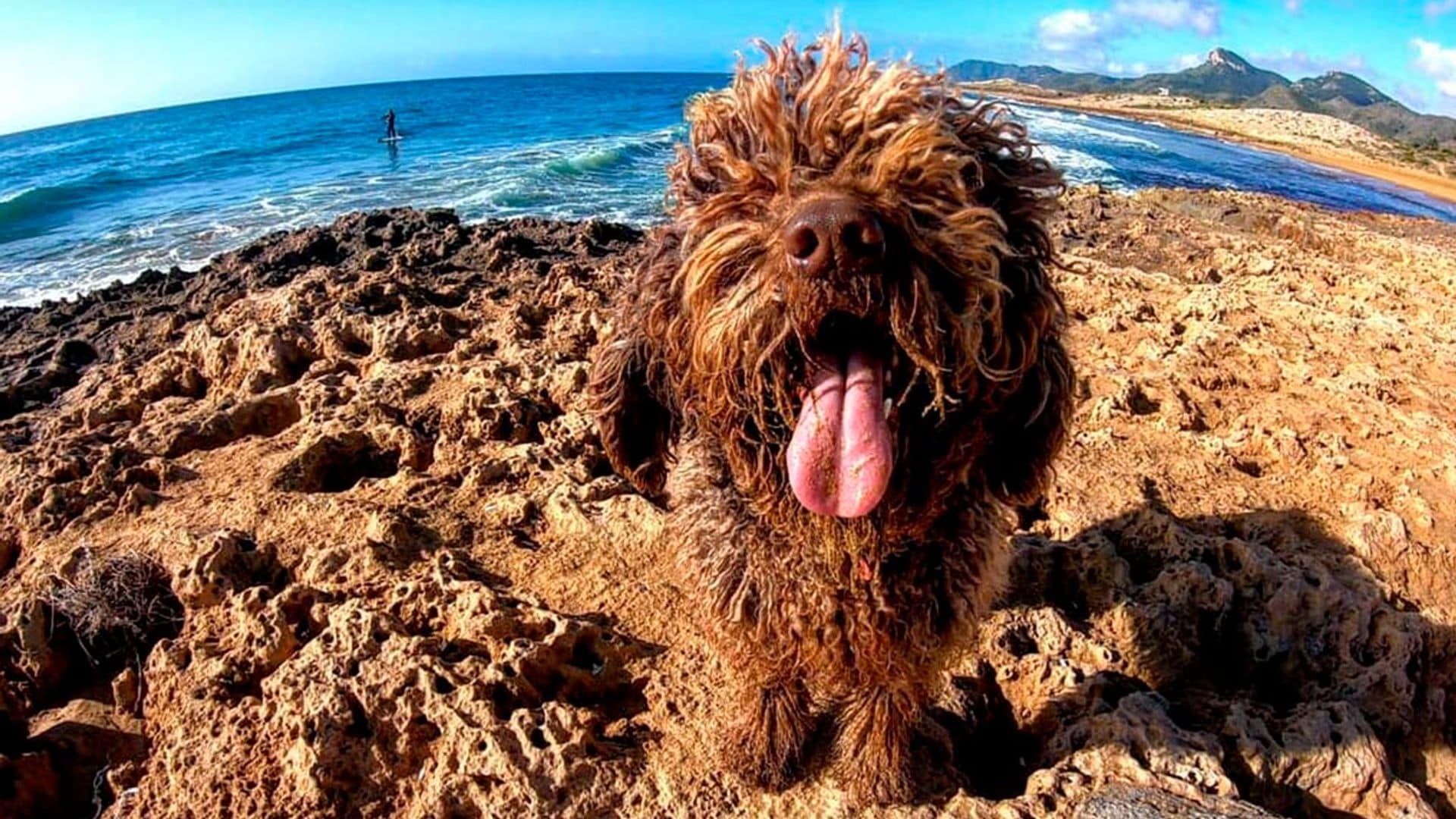 Perros de agua, una raza ideal para toda la familia