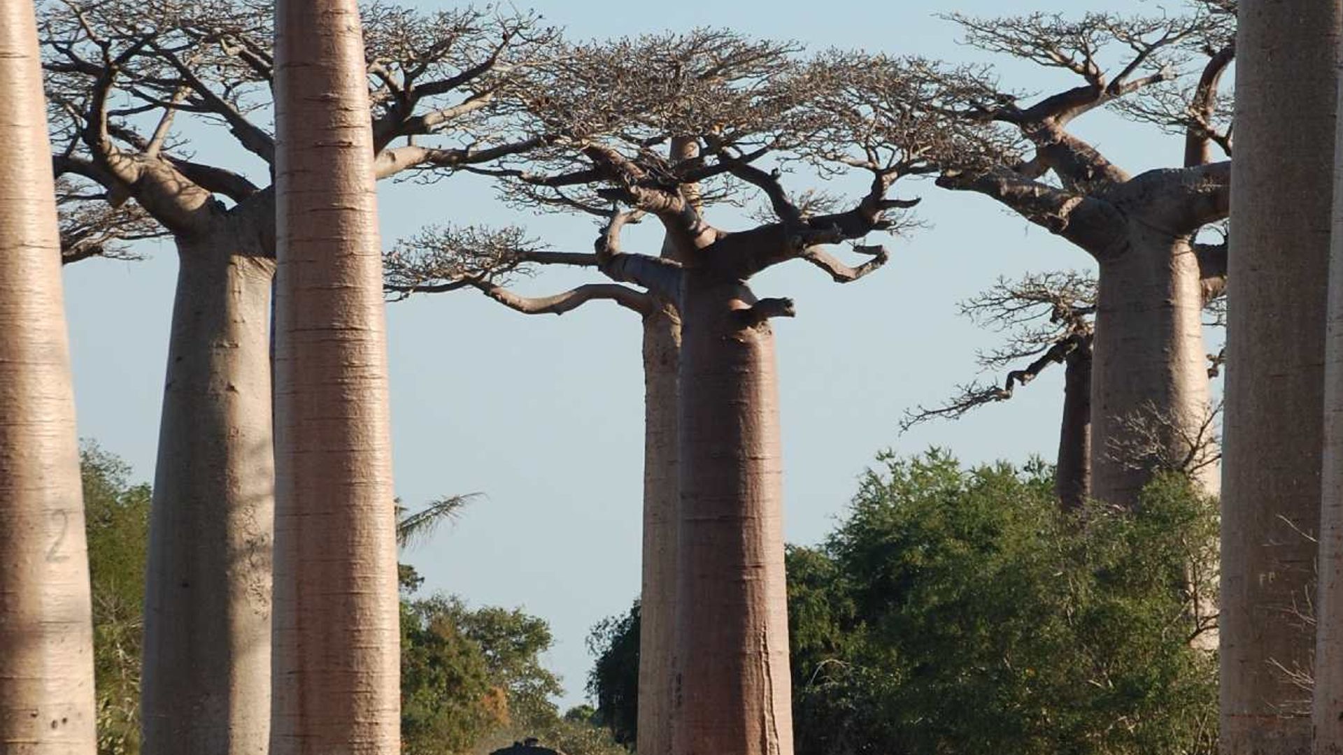 baobab
