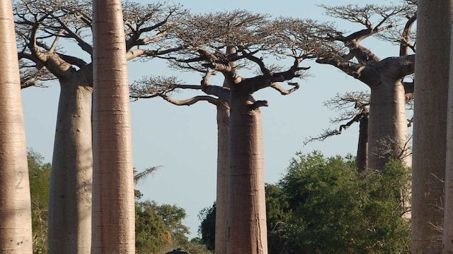 baobab
