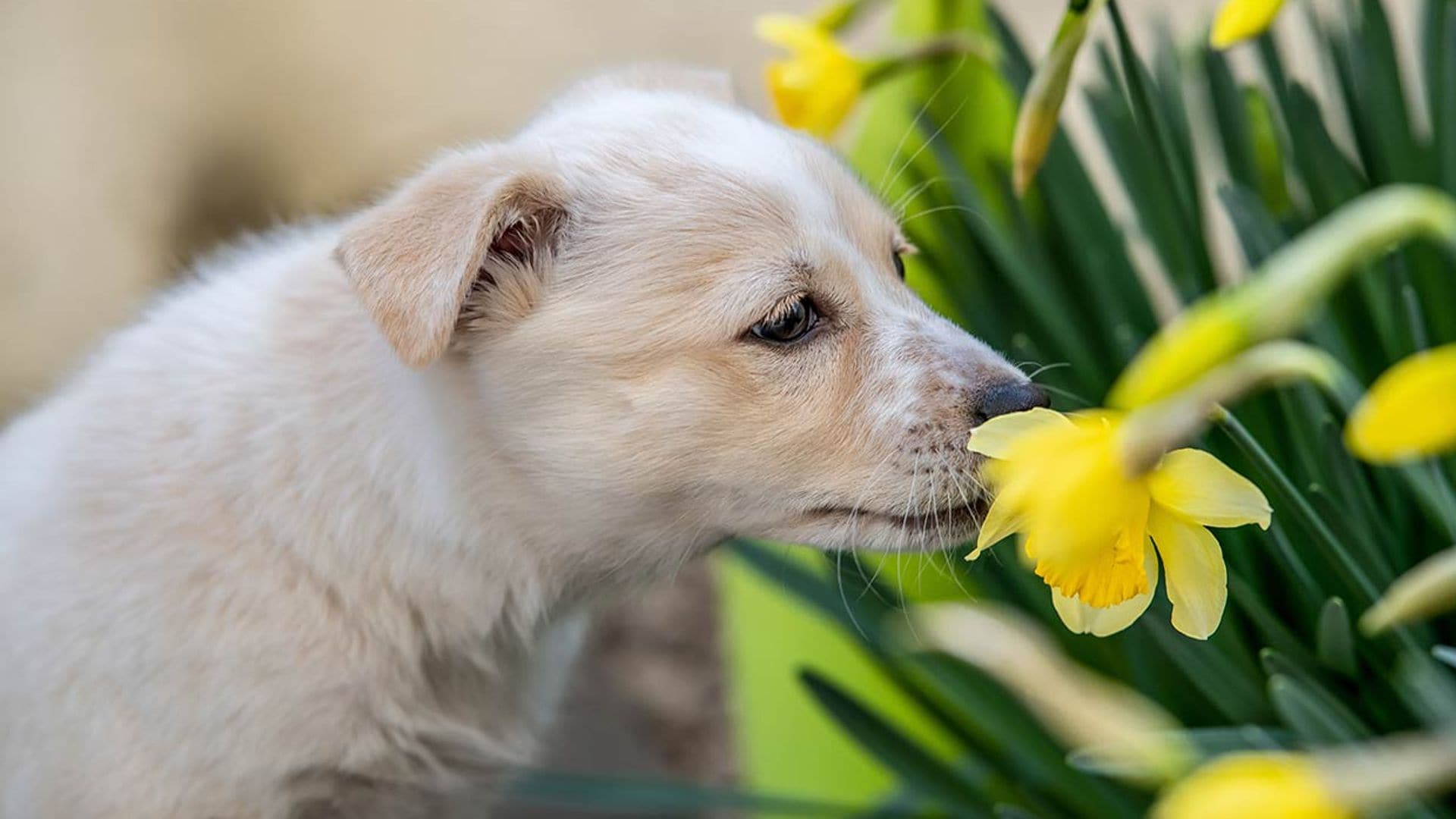 Consejos y trucos para acabar con el olor intenso de tu perro