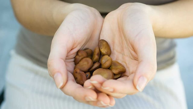 frutos