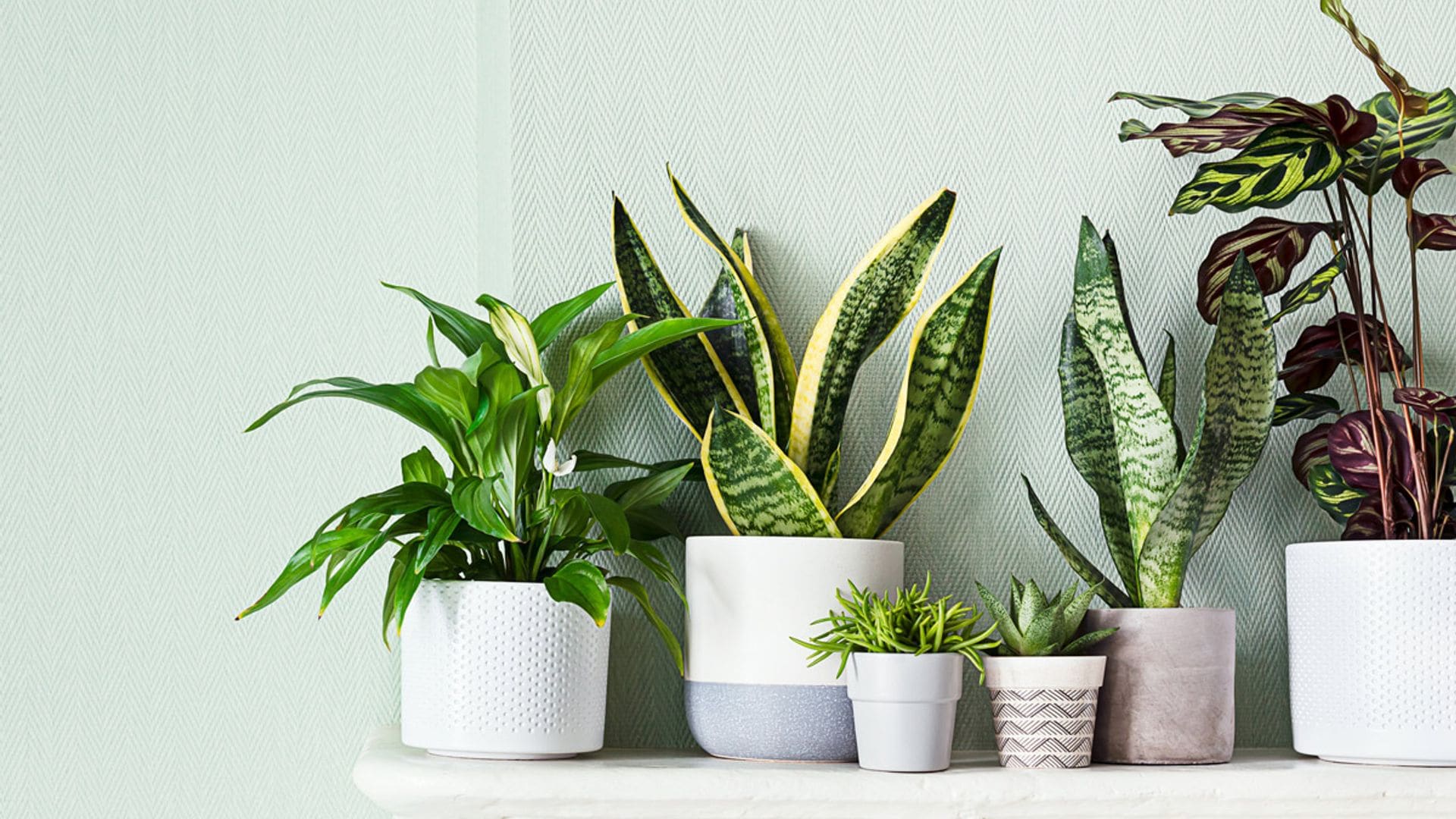 plantas