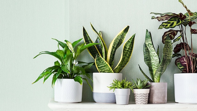 plantas