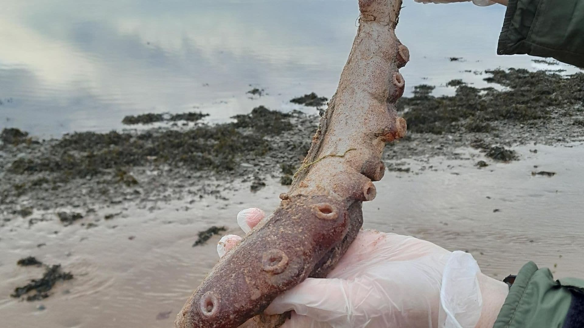 Así es el pulpo de siete brazos que desconcierta a los científicos: habita a 500 metros de profundidad y mide 4 metros