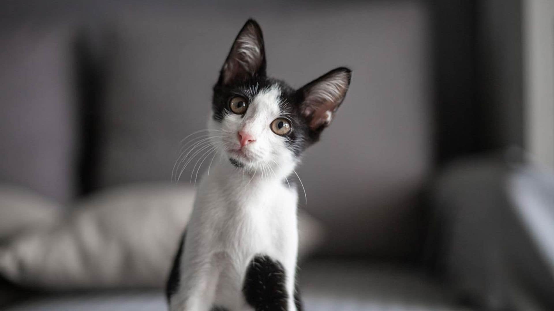 Enfadado, triste, enfermo... ¿sabes reconocer cómo se siente tu gato?
