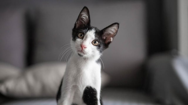 istock gato mirando