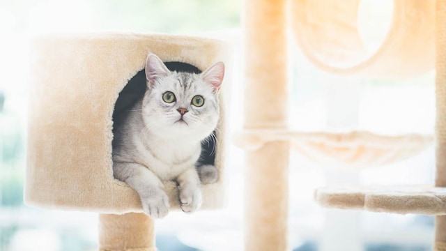 arbol para gatos