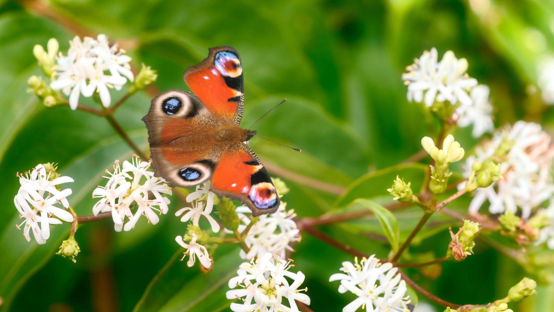 Árbol de los siete hijos