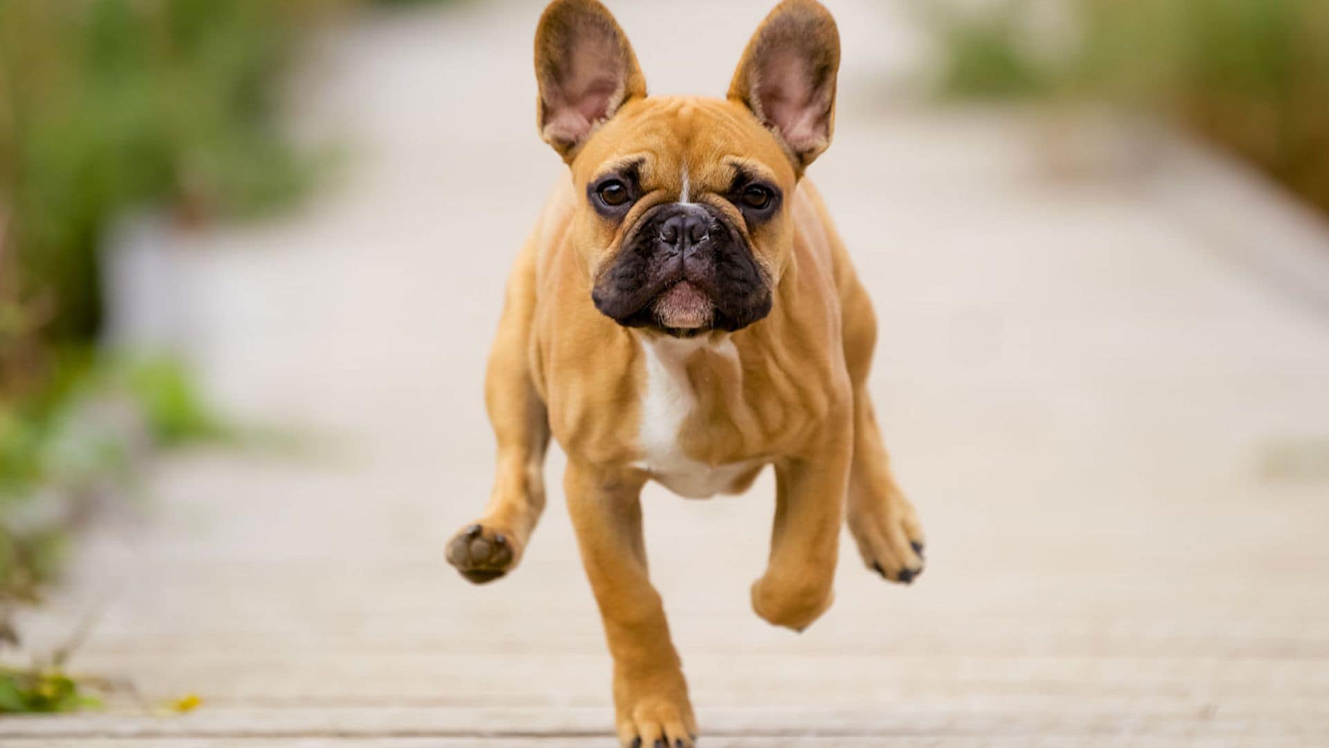 El bulldog, la raza de perro que conquistará tu corazón