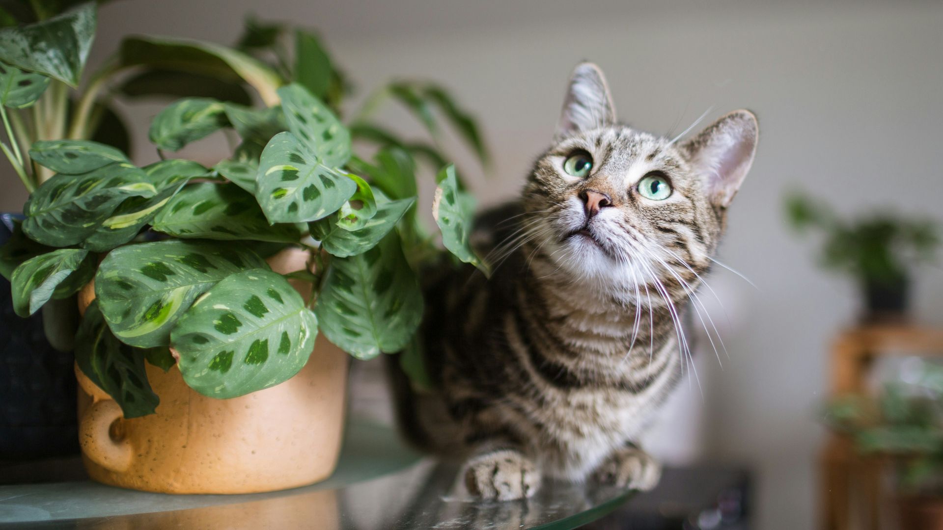 Gato al lado de una planta.