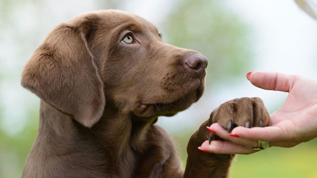portada_perros_acaros