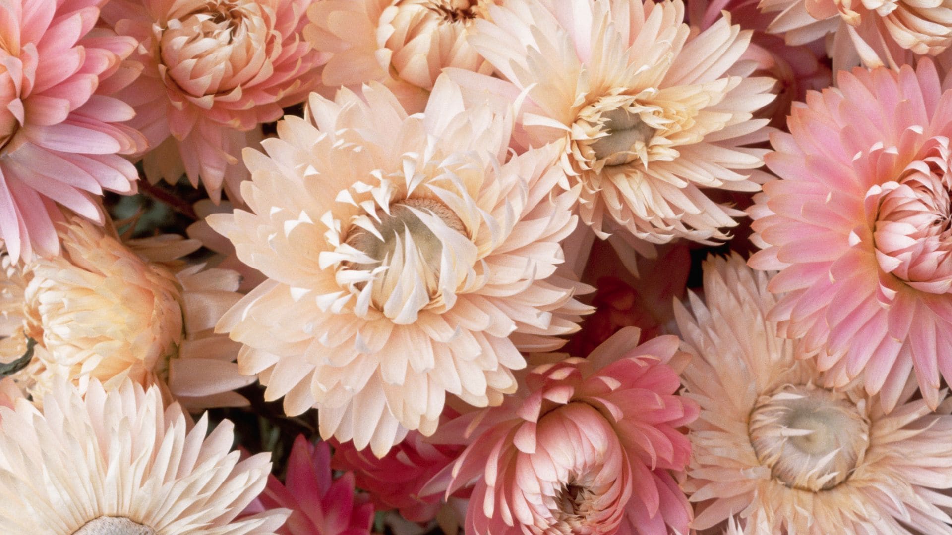 Flores del género Helichrysum secas o preservadas