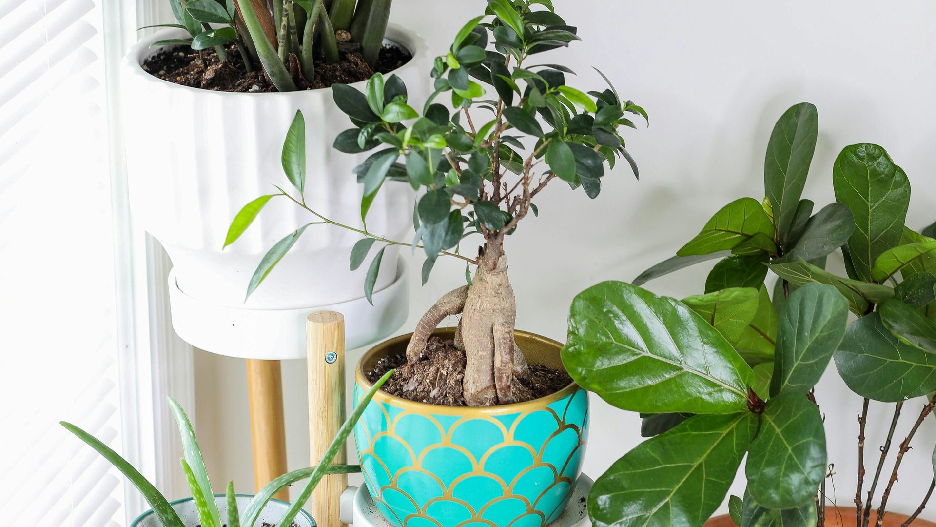 Plantas de interior