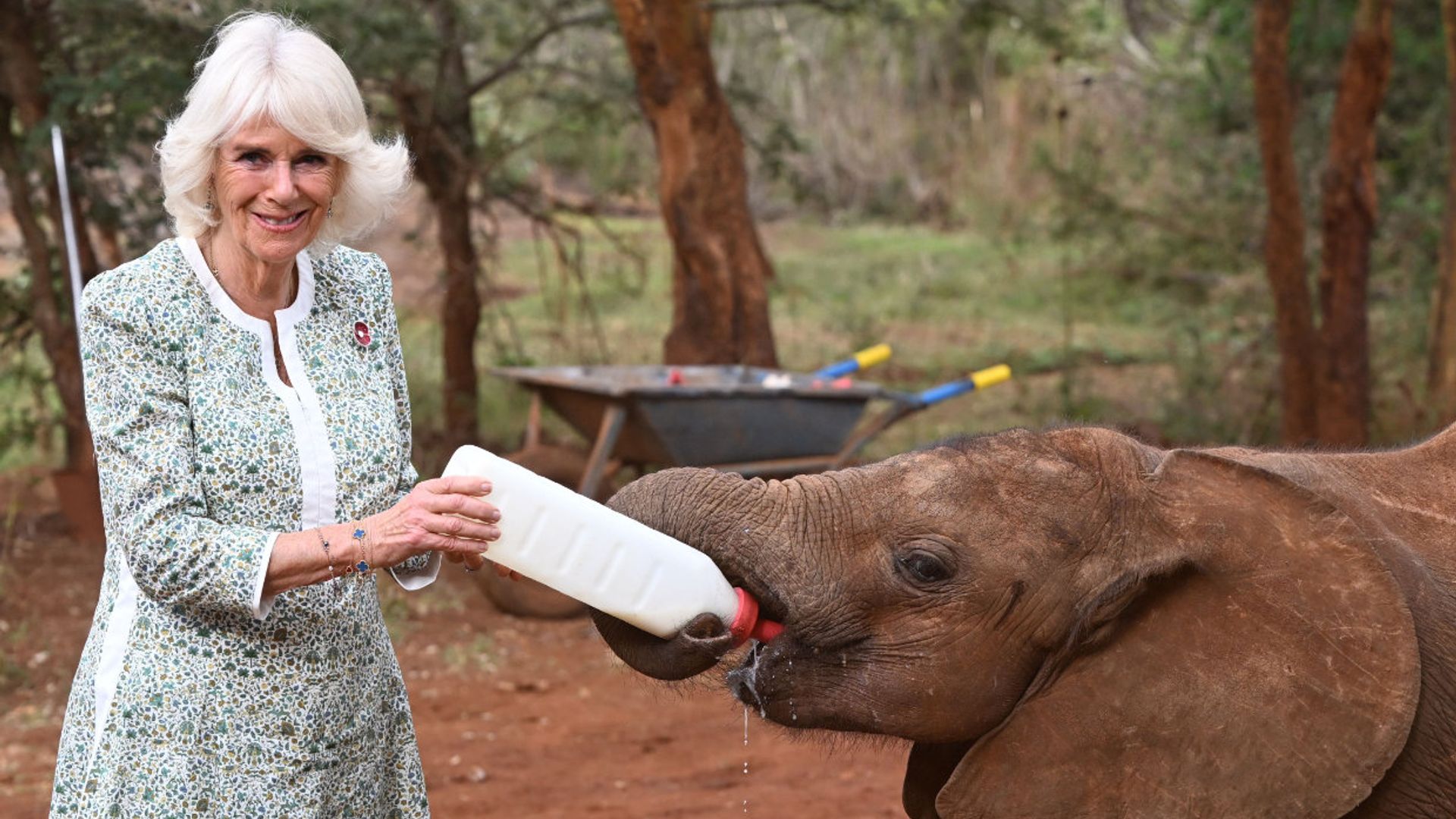 Las imágenes más simpáticas de la reina Camilla dándole el biberón a un elefante en su viaje a Kenia