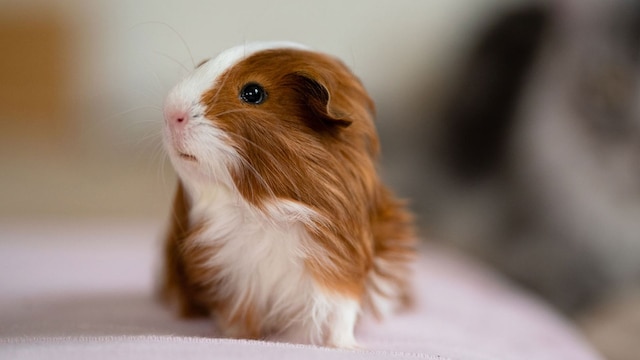 getty cobaya