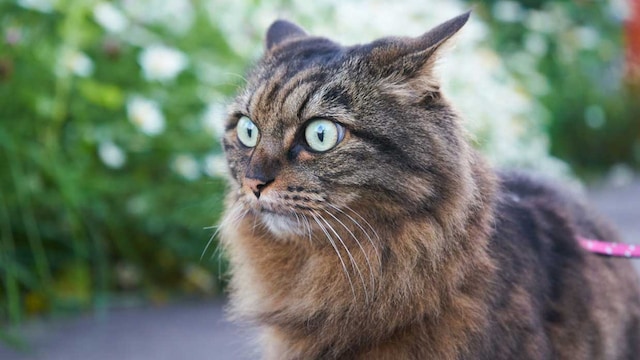 gato estresado