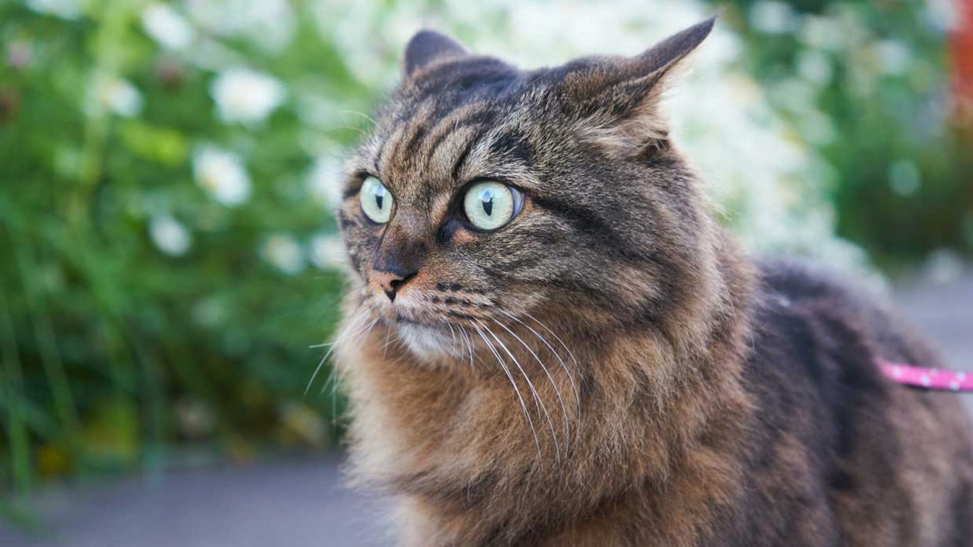 Señales que te indican que tu gato sufre estrés