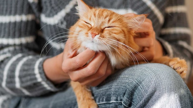 consejos para acariciar a tu gato