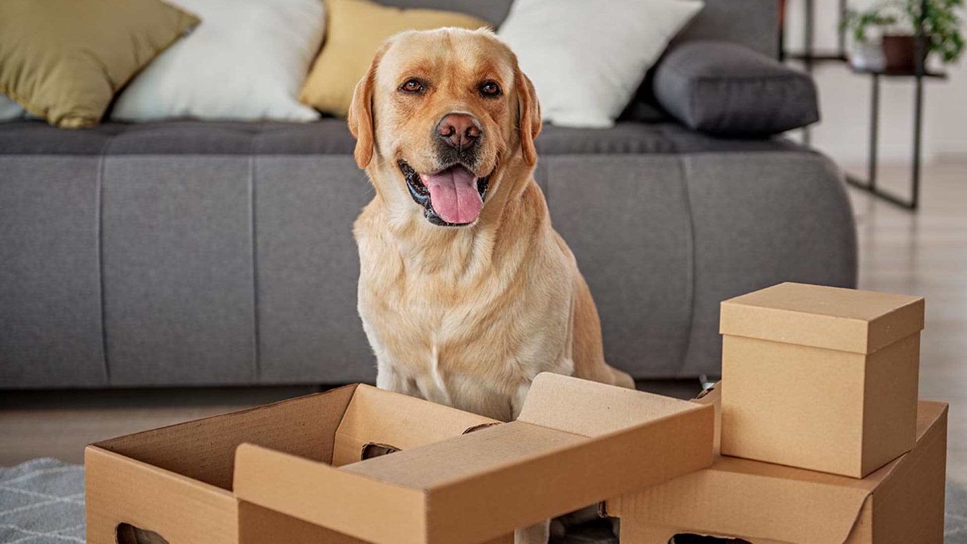 Mudanzas y mascotas: trucos para minimizar su estrés