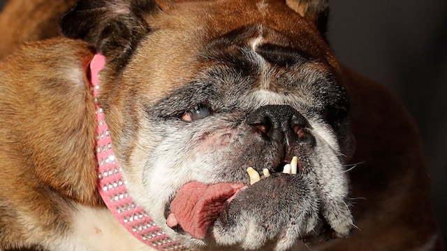 portada_perro