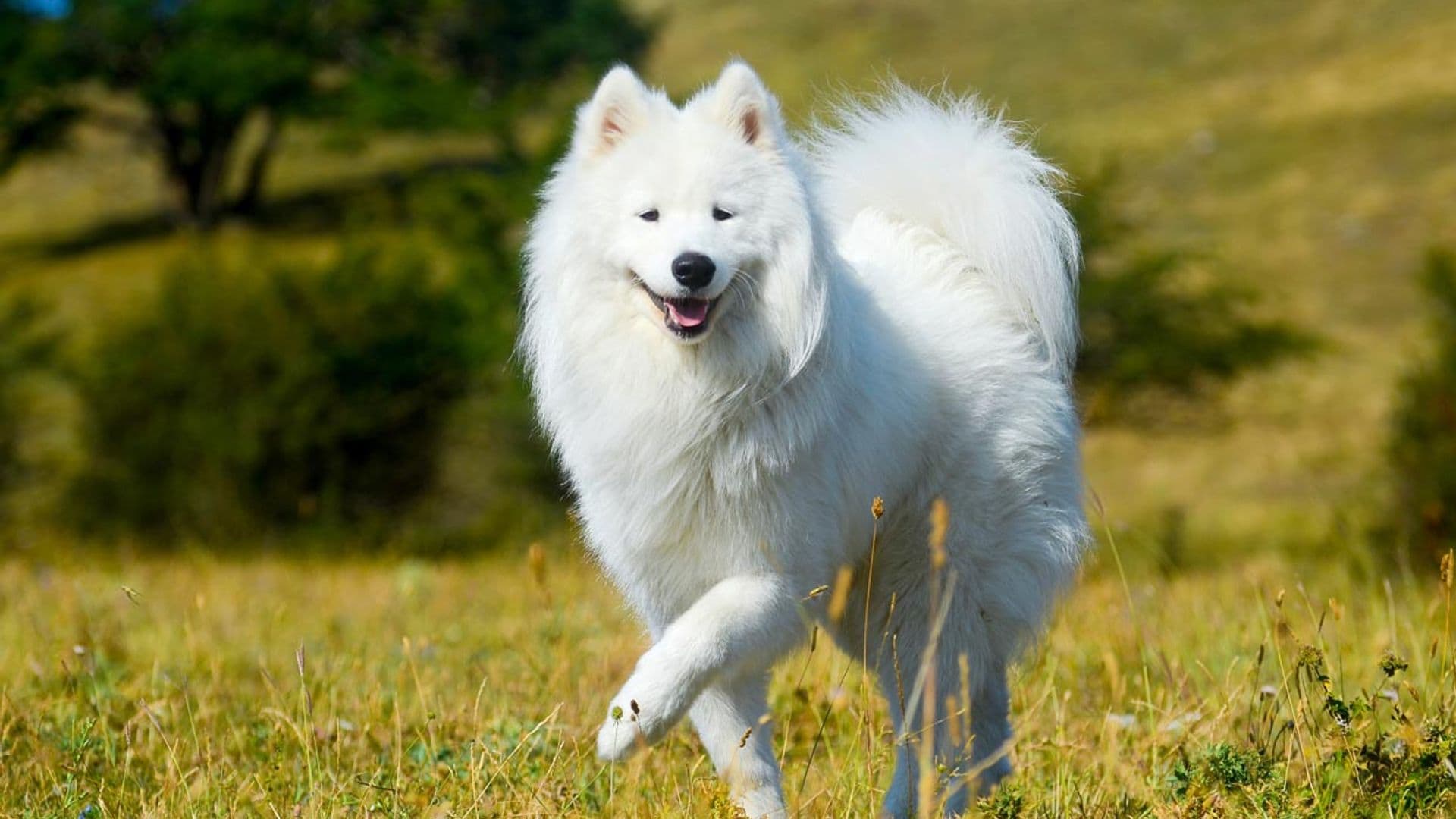 Así es el samoyedo, un compañero fiel de elegante pelaje blanco
