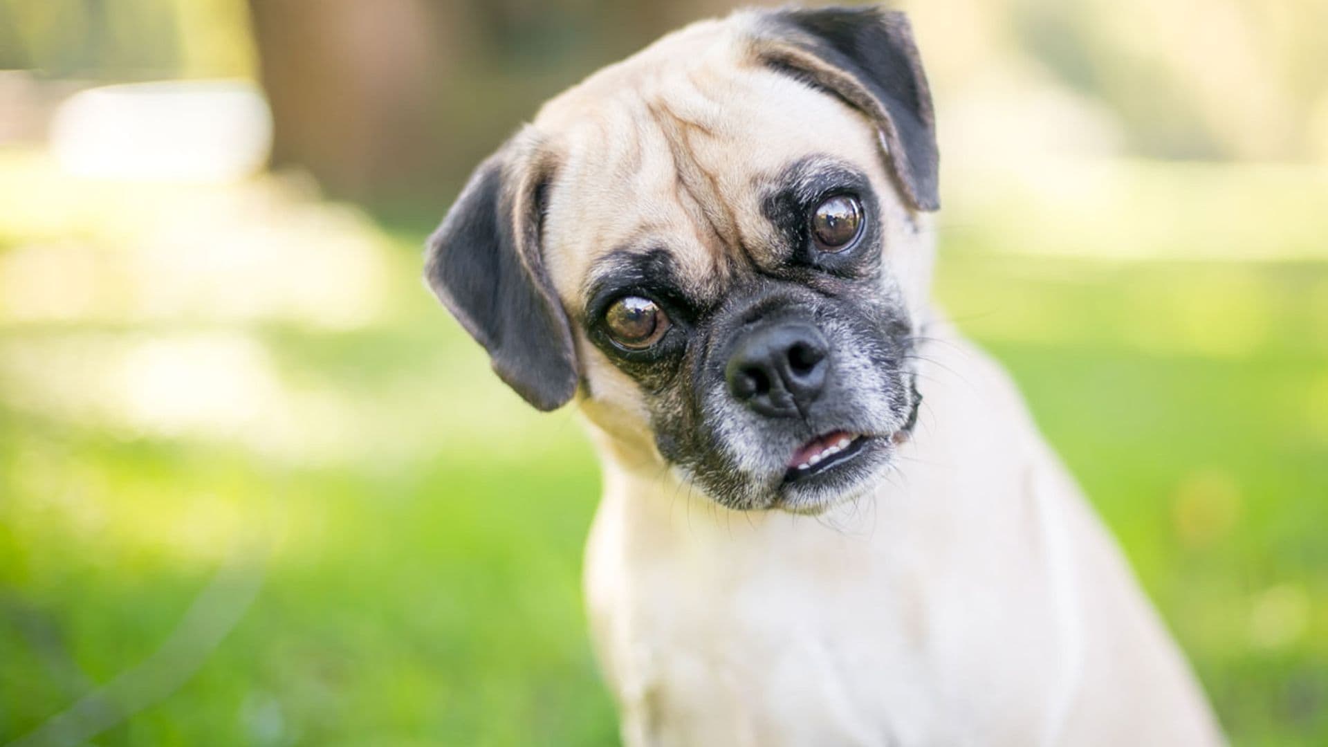 10 razas de perro híbridas ¿Reconoces estos cruces?
